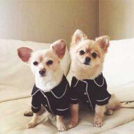Factory Wholesale Designer Pet Coat Fashion Silk Pajamas Dog Clothes 06-0298